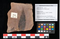 Foto (Objekt + Etikett) von Pinus praepumilio Ettingshausen (NHMW-GEO-2024-0188-0256)